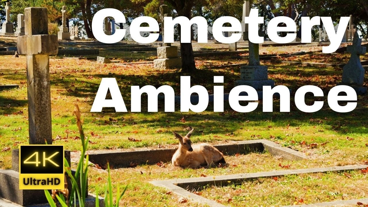 A Peaceful Cemetery Relaxation Video with Bird  Sounds