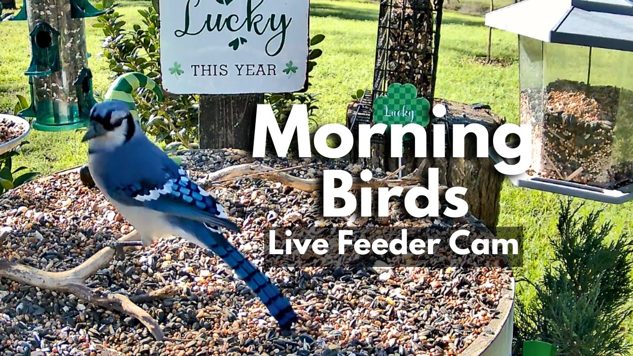 LIVE Bird Feeder Cam 🐦 Backyard Birds & Real Nature Sounds | Windy East Texas Morning March 15