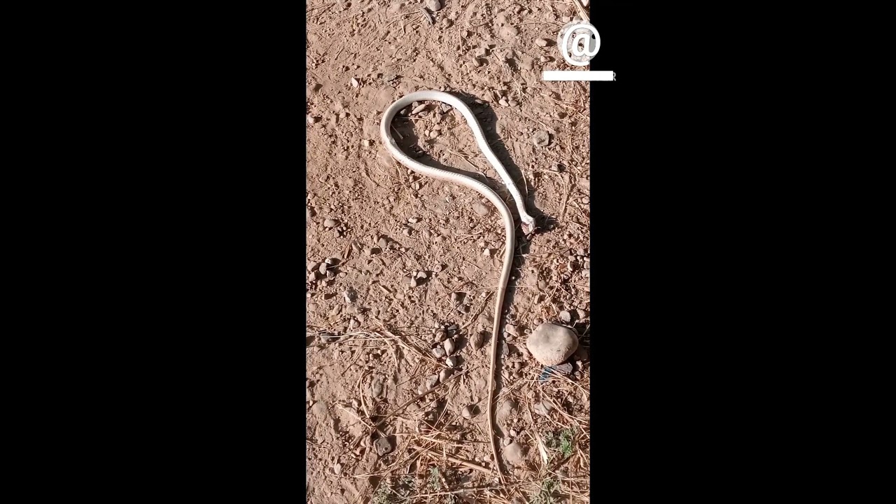 #snake