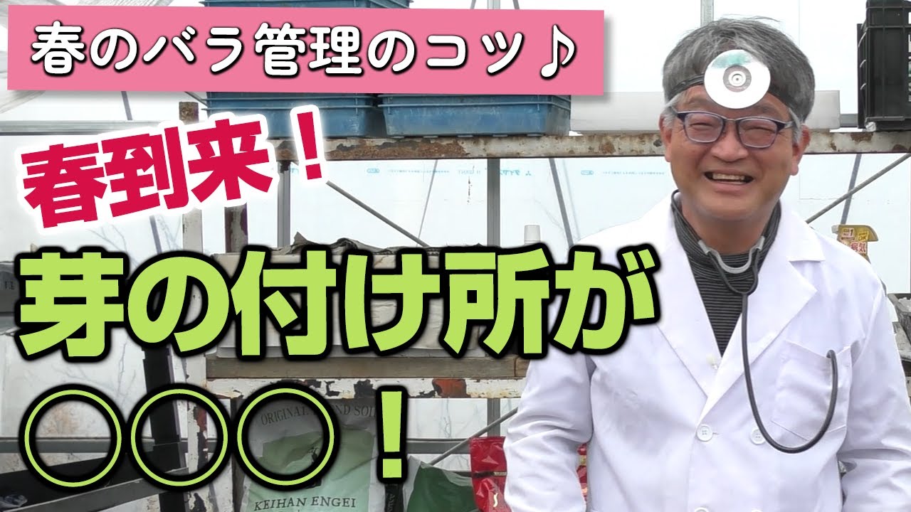 【バラの育て方】春のバラ管理のコツ♪春到来！芽の付け所が○○○！（2024年3月1日）