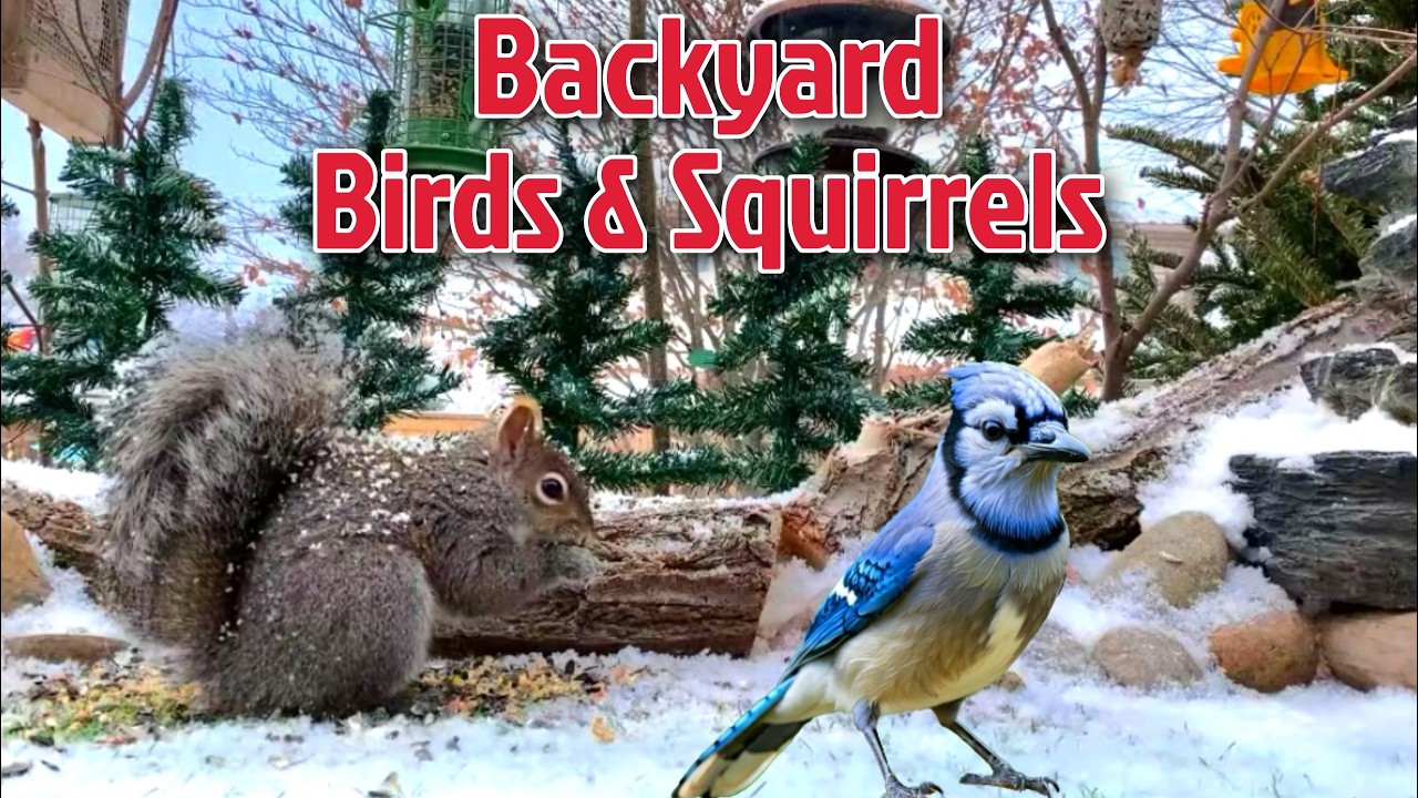 4K - Ontario Backyard Bird & Squirrel Watching | BlueJays, Cardinals, Juncos #birds #squirrel