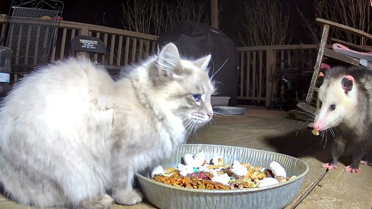 Full video cat and Opossum @crittertime308 #opossum #possum #wildlife #catlovers #catshorts #fypシ 