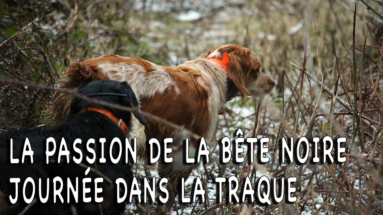 La passion de la bête noire Journée dans la traque