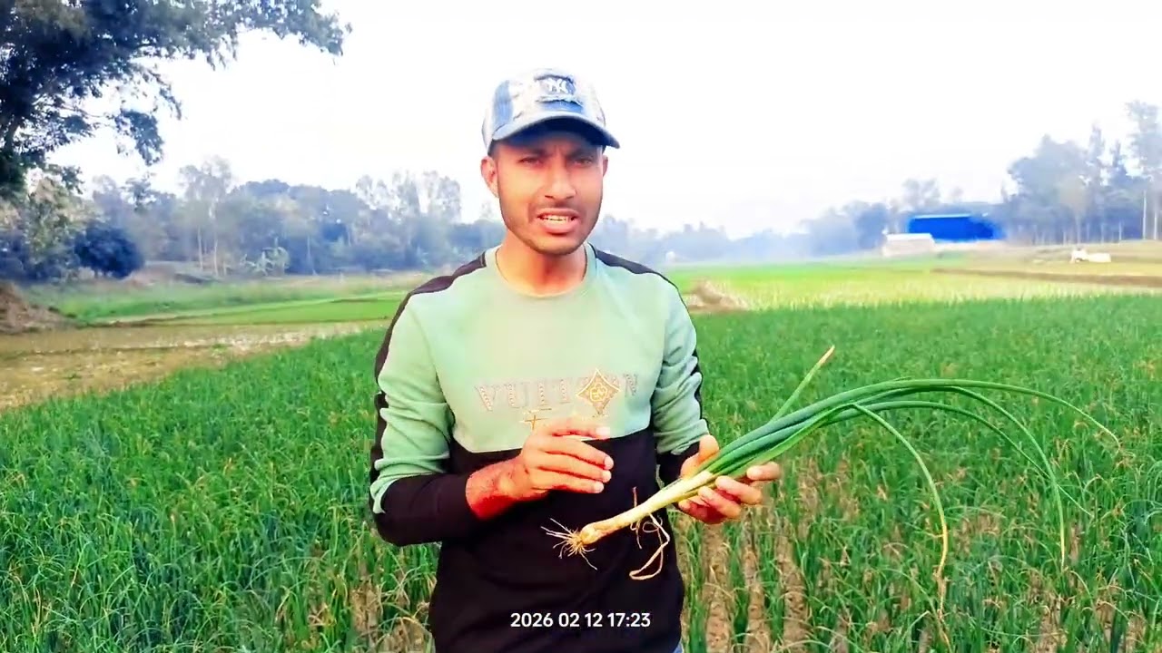 ৪৫-৬০ এর হালি পেঁয়াজের তৃতীয় স্প্রে!! চিলেটেট জিংক এবং পি জি আর পিয়াজে দেওয়ার নিয়ম 