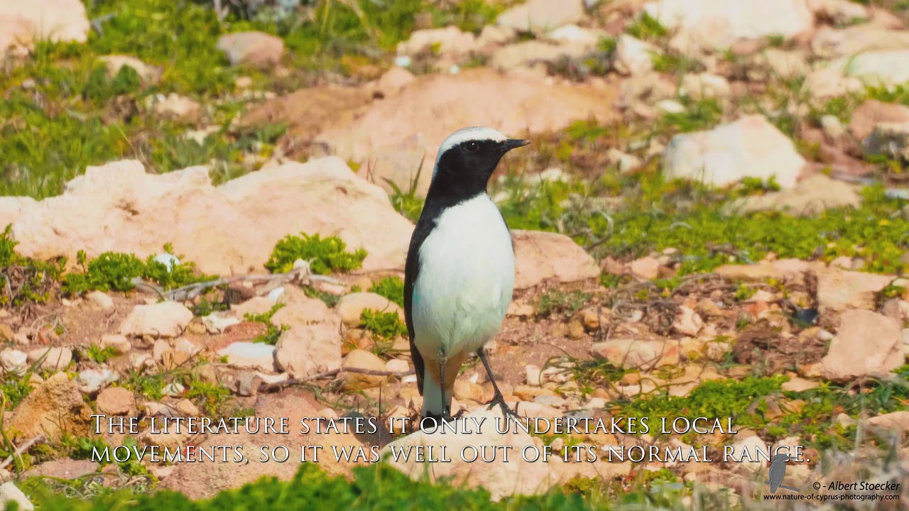 Schwarzrücken-Steinschmätzer, Mourning Wheatear, Cyprus Migration Bird