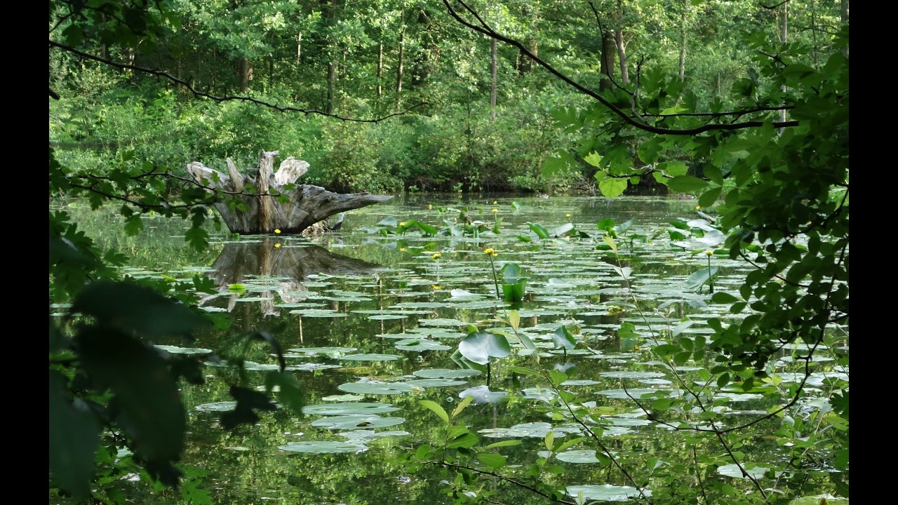 Bois de Lauzelle été 21, à Louvain-la-Neuve, LLN, Central Belgium, 2021 Summer, by @HabariSalam +