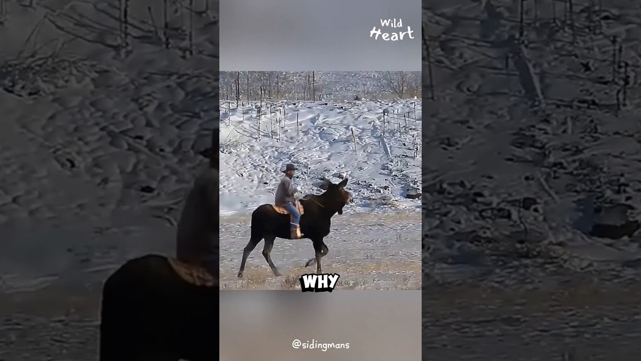 Why We Don&rsquo;t Ride MOOSE?