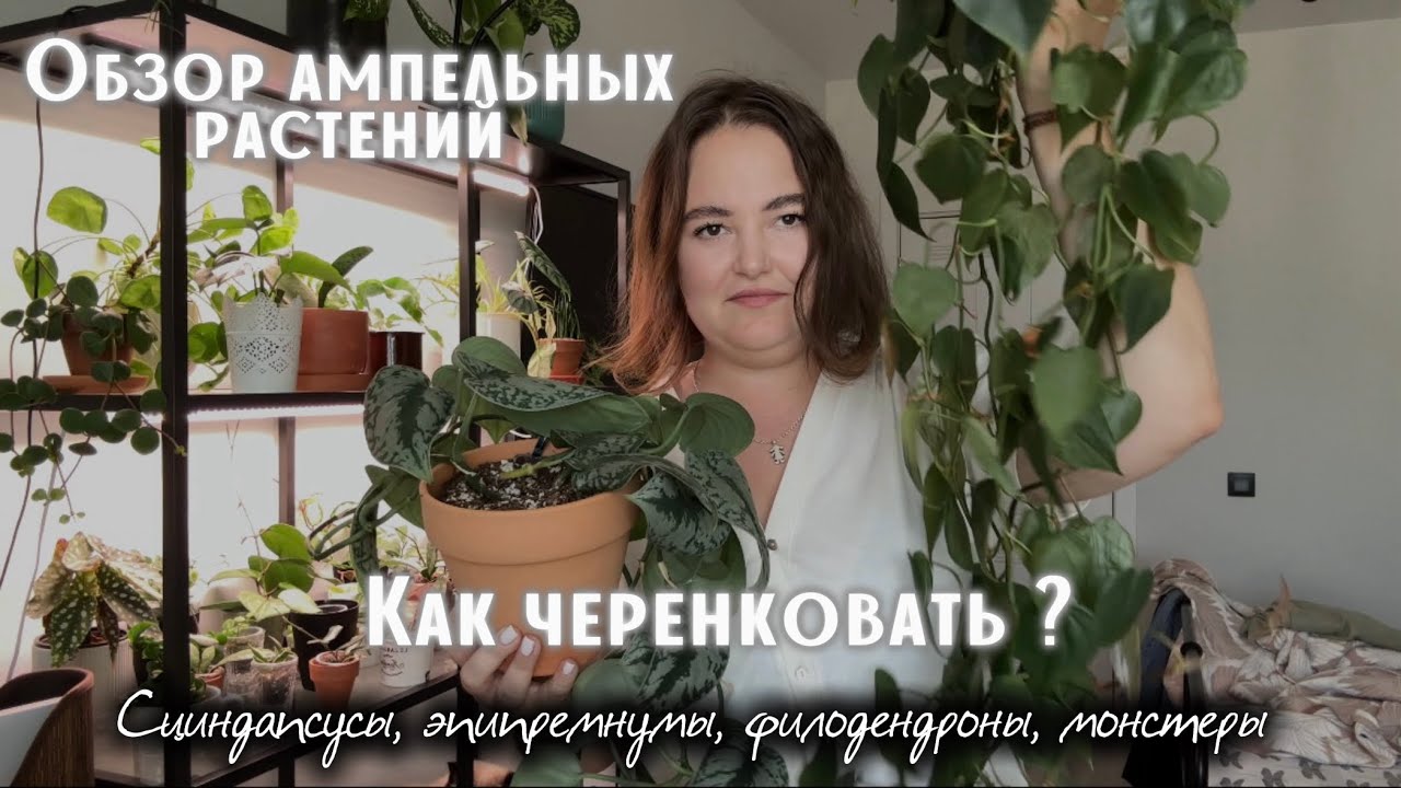 ОБЗОР ампельных РАСТЕНИЙ | ЧЕРЕНКУЮ эпипремнум, филодендрон, монстеру, сциндапсус | ФОРМИРУЮ кустик