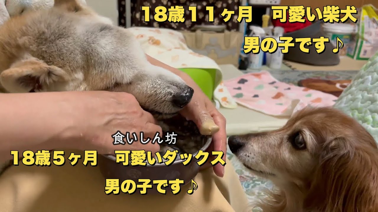 認知症で寝たきりの柴犬のご飯の時間と掃除をするダックスフンド（老犬）（ハイシニア犬）（超高齢犬）（多頭飼い）