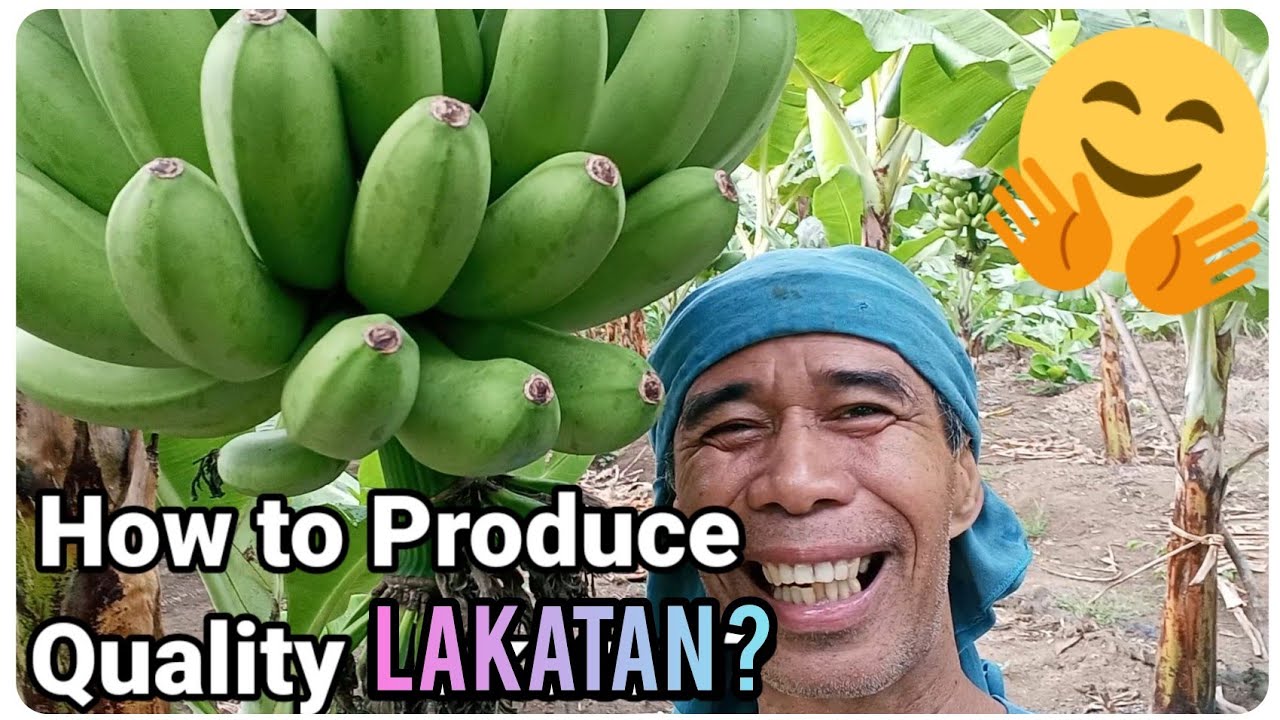 『How to Produce Quality Lakatan Banana?』〘Basic Tips you need to know. Really?〙
