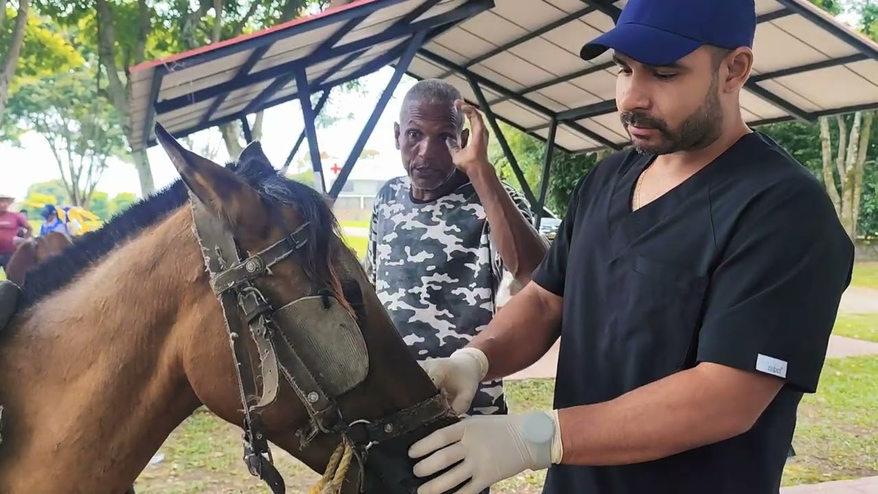 Actualización censo vehículos de tracción animal en Florida