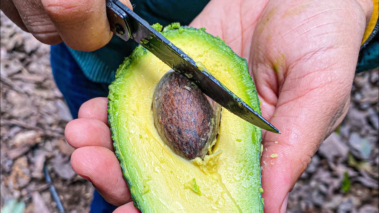 AVOCADOS Grown in Lebanon: From the Farm in Tyre to The Restaurant in Mar Mikhael
