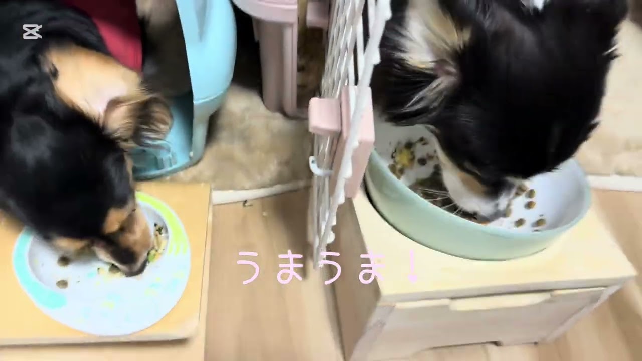 ごはん風景　#犬のいる暮らし　#コーギー　#カニンヘンダックスフント　#多頭飼い　#可愛い　#ほのぼの