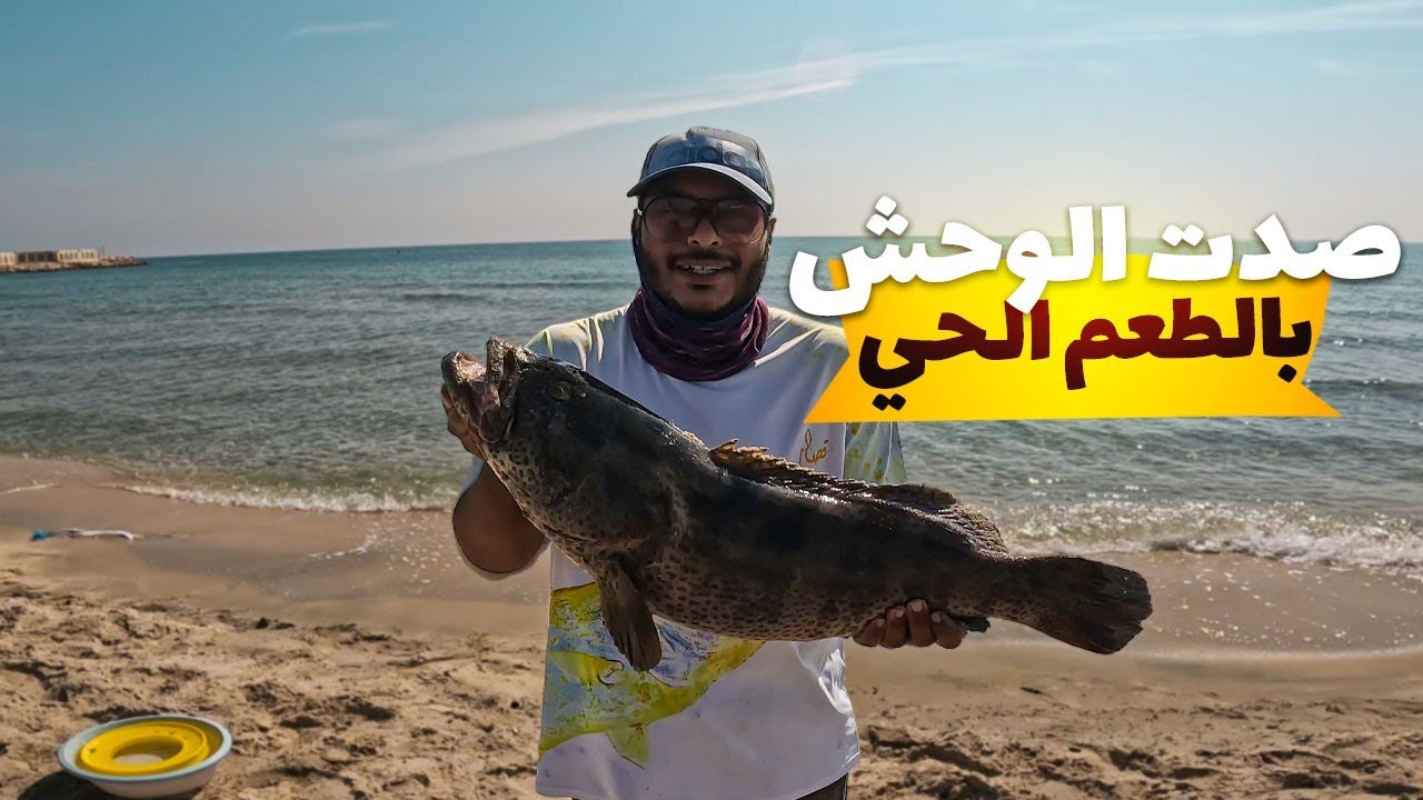 من واقع تجربه الطعم الحي بتوفيق من الله بنسبه كبيره يكون صياد