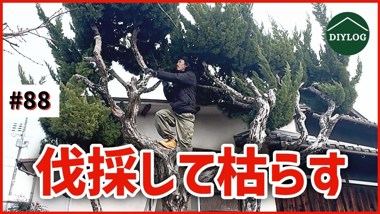 庭木を切る！切り株を枯らす！成長し過ぎたカイヅカイブキを伐採【古民家DIY#88】