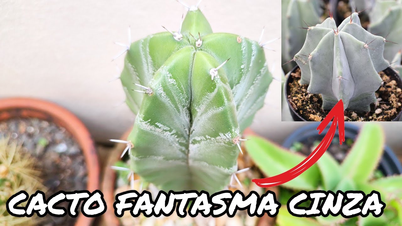 STENOCEREUS PRUINOSUS | CACTO COLUNAR DE BELEZA ÚNICA | DICAS DE CULTIVO E CURIOSIDADES