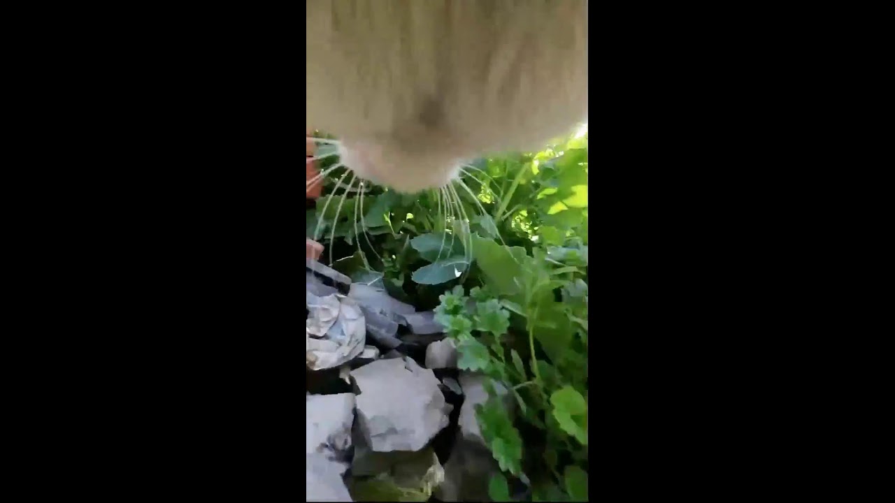 Curious Cat POV Cam | Exploring Streets and Corners Live