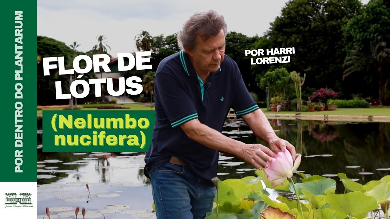 A Encantadora Flor de Lotus (Nelumbo nucifera) | Por Harri Lorenzi | Jardim Botânico Plantarum