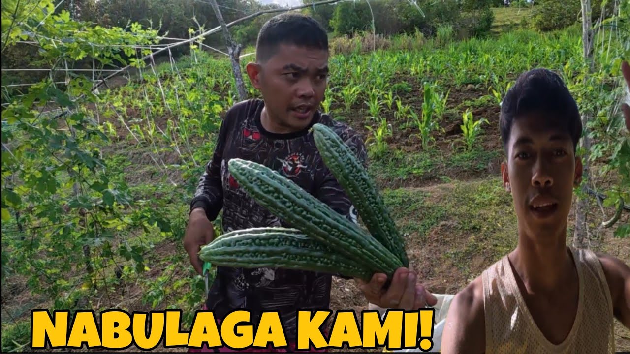 SOBRANG LAKI NG BINABA SA PRESYO NG AMPALAYA!😥| SECOND HARVEST@burdzjason2097 