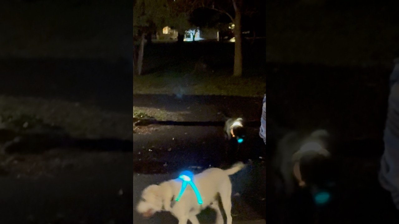Nighttime Lab Run 