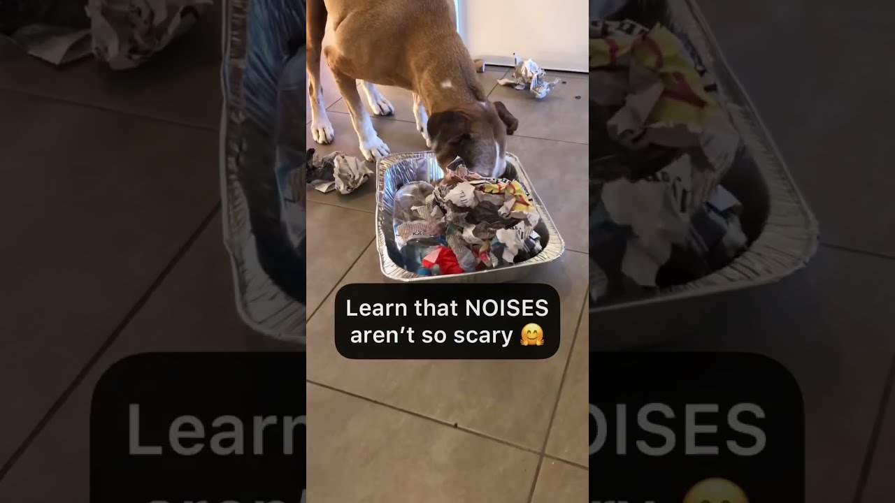 WATCH this easy DIY DOG CONFIDENCE building NOISE BOX GAME for Nervous Dogs