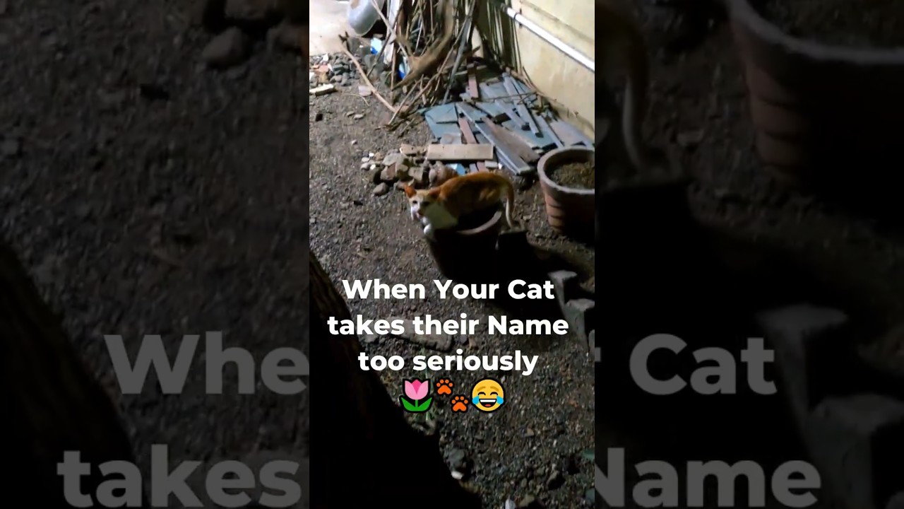 When Cat takes their Name too seriously 🐾😂 #catvideo  #kittenshorts #catshorts #cat