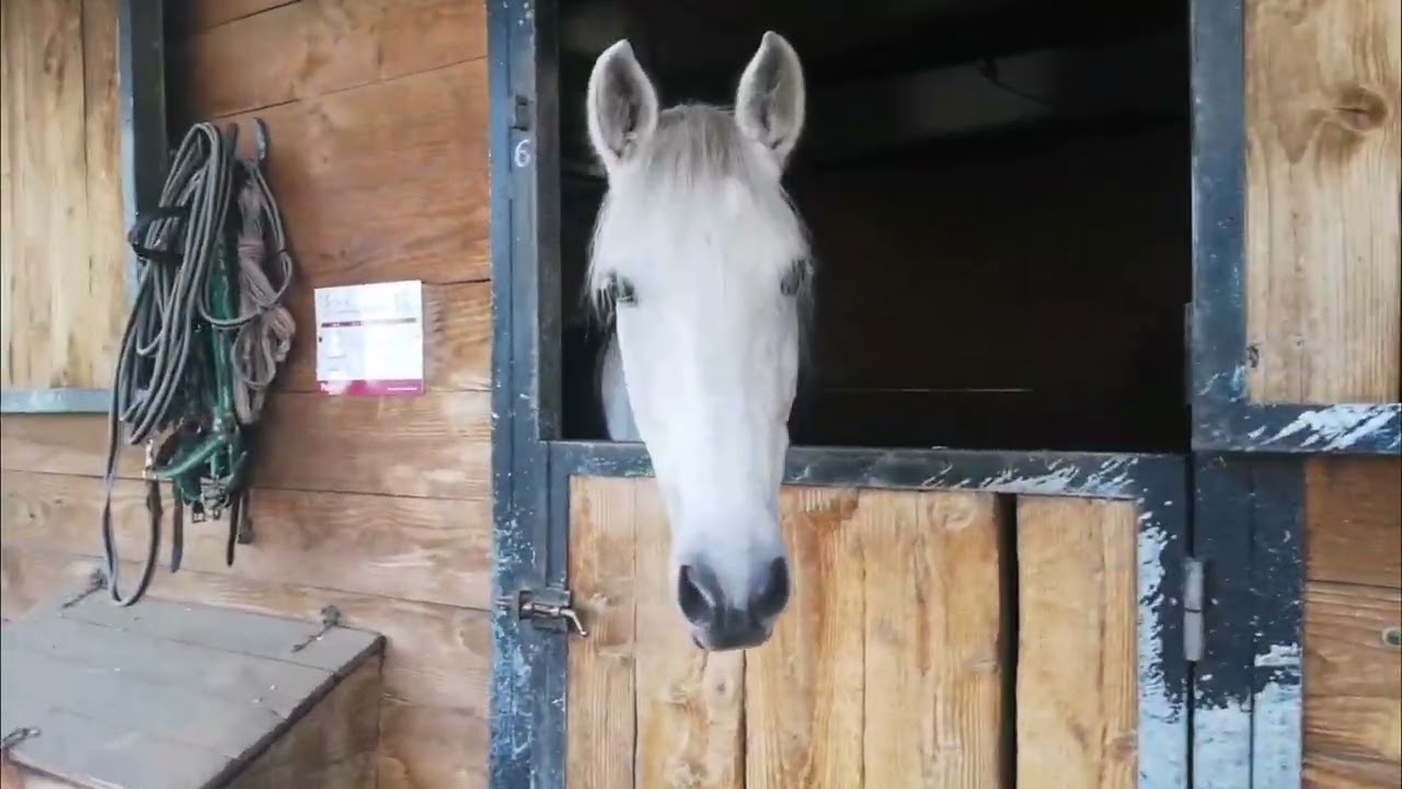 I went to an equestrian.