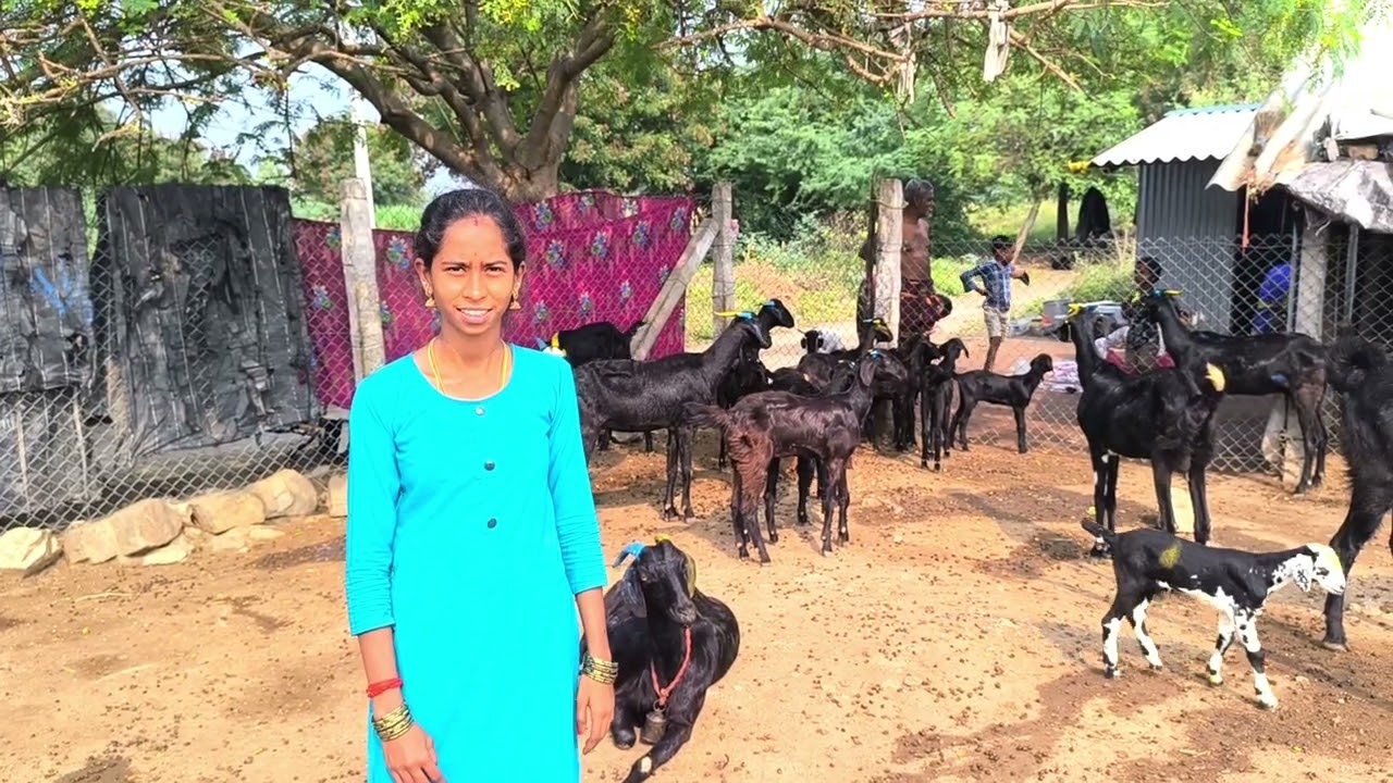 aadu valarppu,aadu valarppu tamil,aadu valarppu tips tamil, trending video/viral /aadu valarppu 