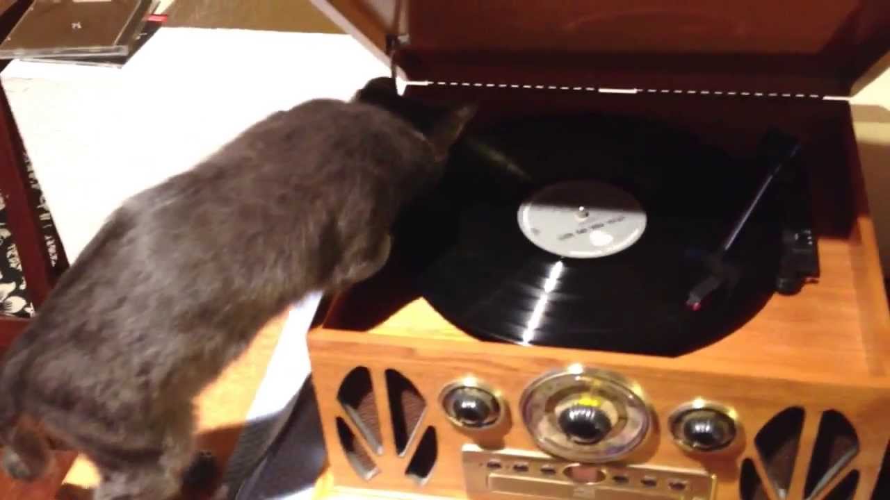 Kitten vs Record Player