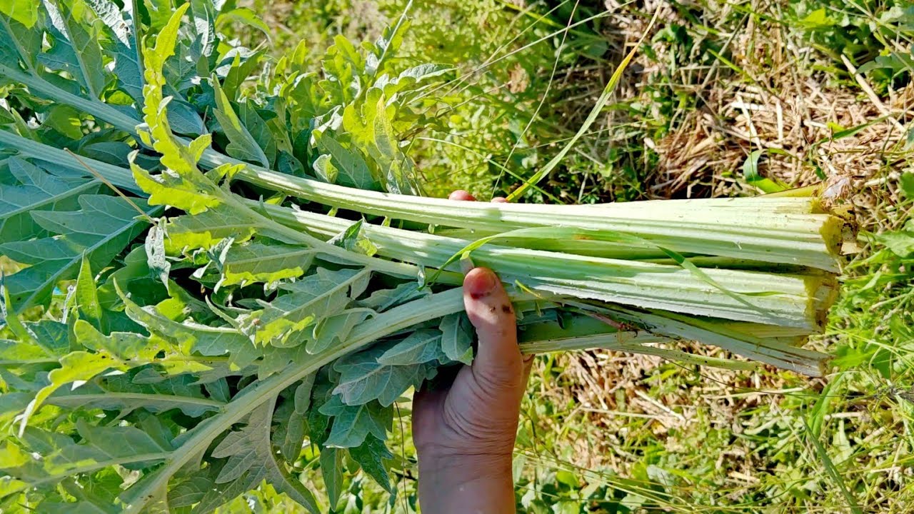 Comment éplucher les cardons /blanchir les cardons