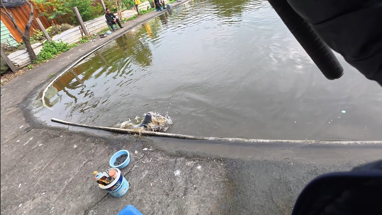 桃園南崁茂林烏鰡彩金池 金寶螺 池釣 fishing in Taiwan DJI Action 5 pro 2026/02/20