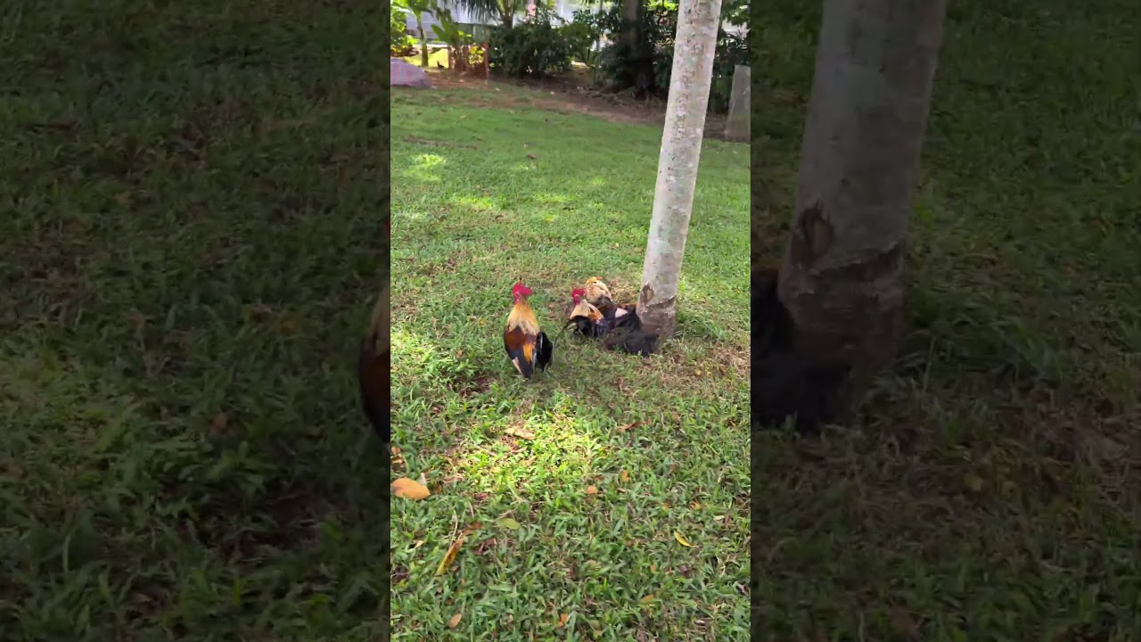 Why are Singapore chickens so extra? #singapore #chicken #junglefowl