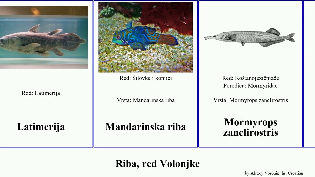 Riba, red Volonjke morski fish psi pas som zebra falco slon gigas interruptus japonicus pilani Huj