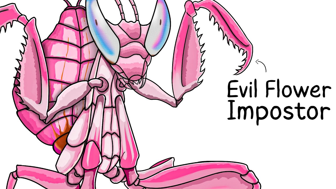 Why it Sucks To Be Born As an Orchid Mantis