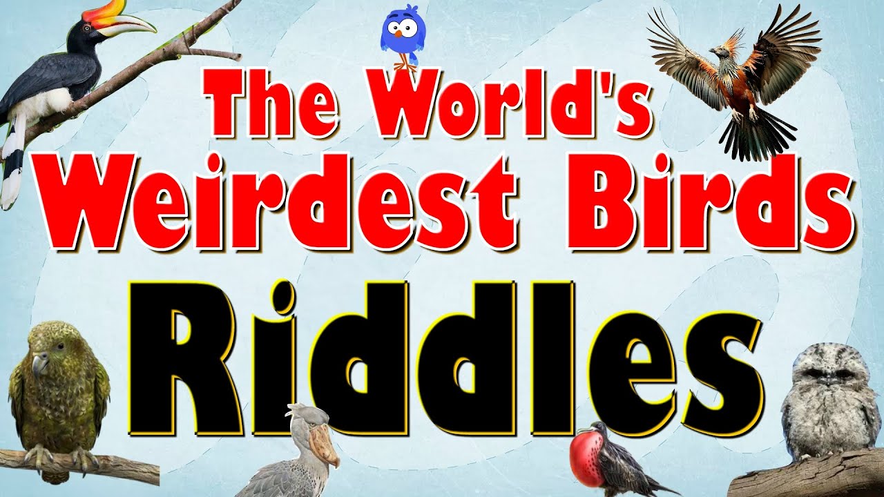 Guess the World&rsquo;s Weirdest Birds - Quiz for Kids | 15 Strangest Birds &ndash; Pictures and Facts