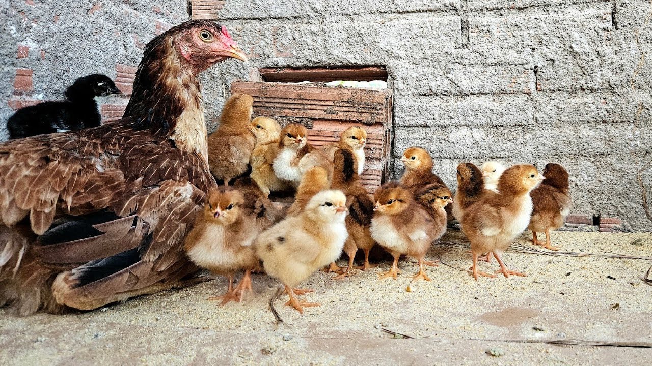 🐓 Técnica Infalível para Galinhas Cuidarem de Pintinhos Nascidos na Chocadeira