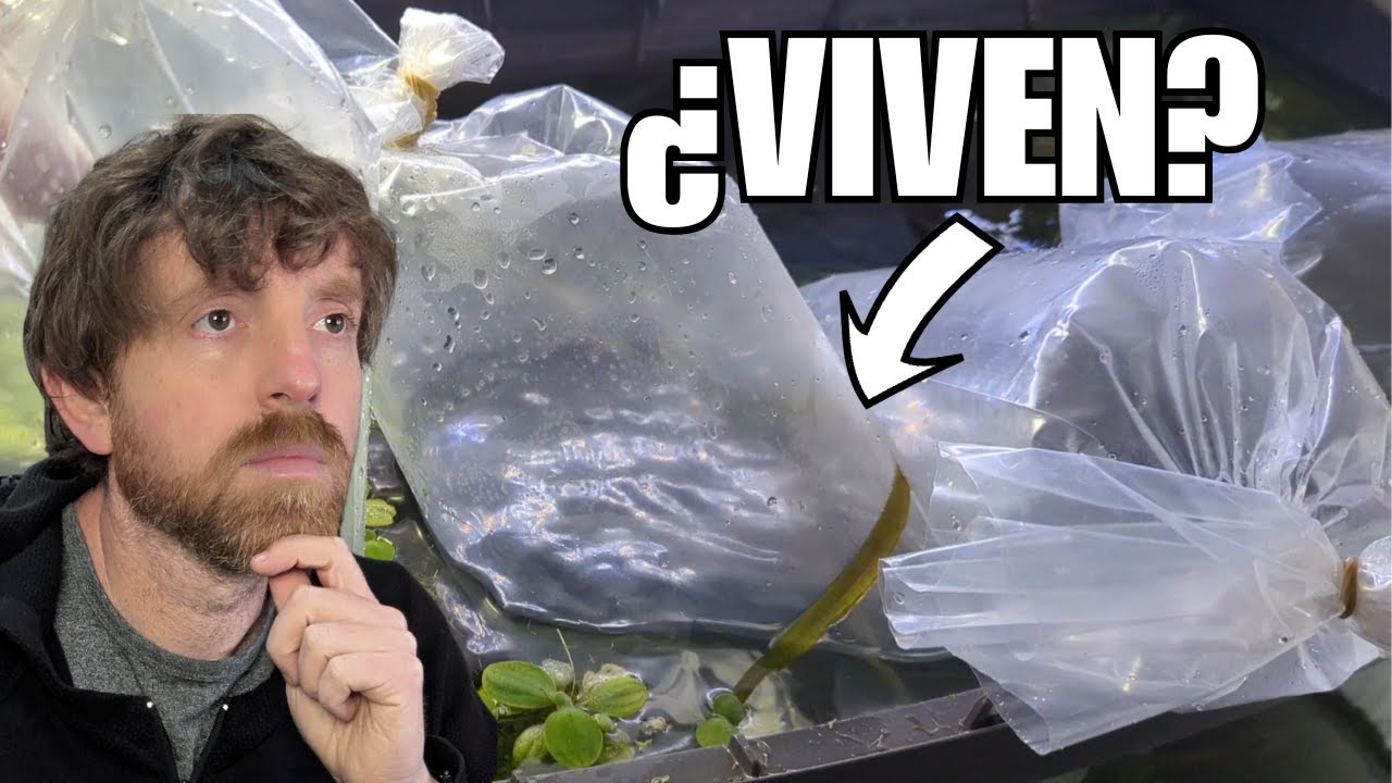 HAGO UN PEDIDO DE PECES ONLINE ¿SALDRÁ BIEN?