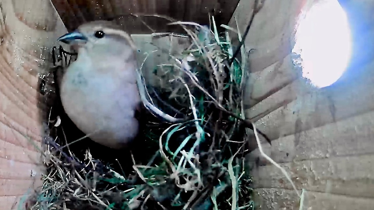 House Sparrow Nest Box activity April 1st