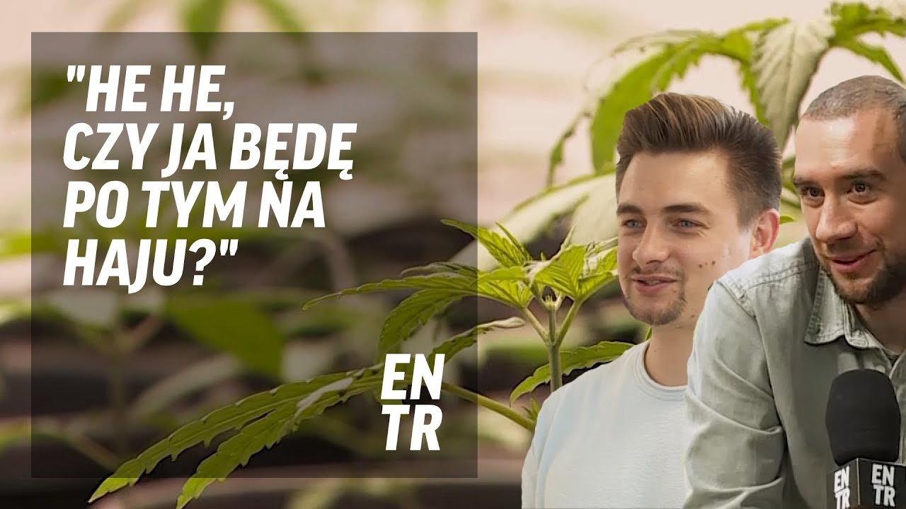 Branża CBD: to nie jest narkotyk