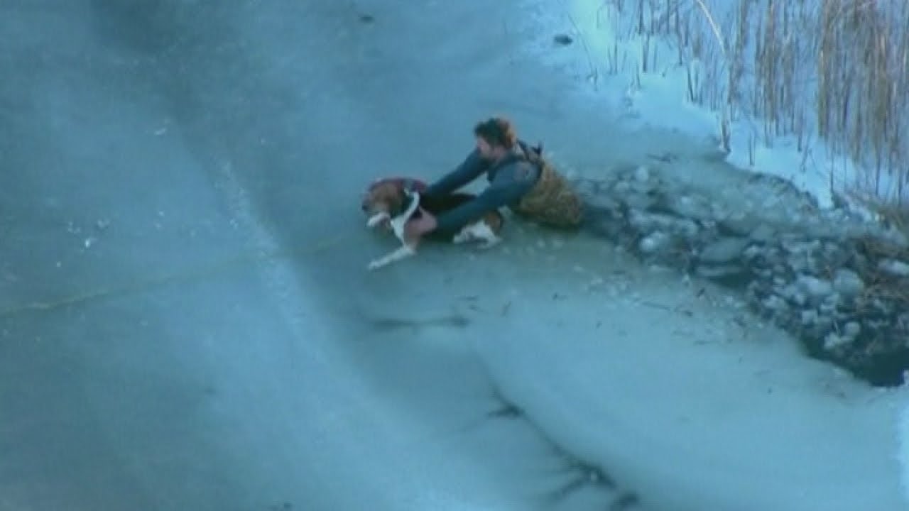 Dog stuck on ice saved by rescuers in Michigan