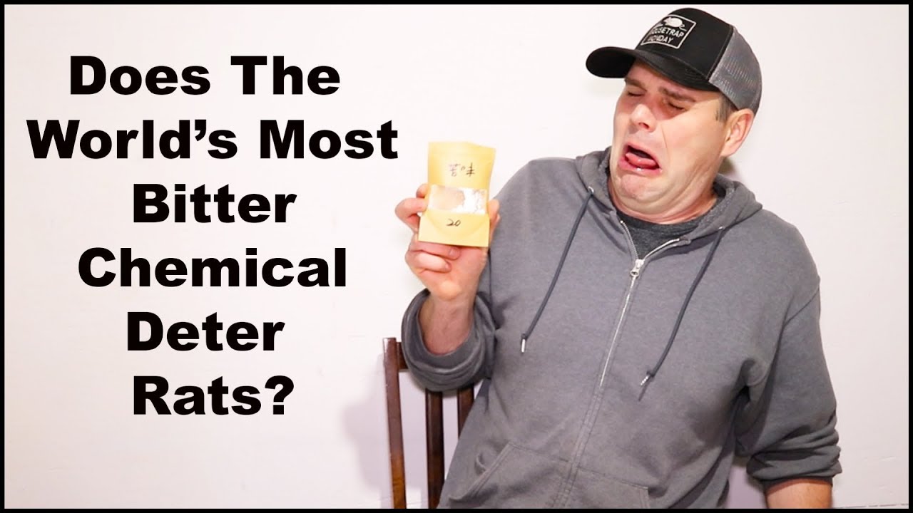 Does The World' Most BITTER Chemical Deter Rats? Mousetrap Monday.
