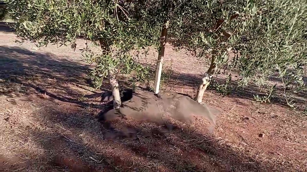 Innesti di 5 anni con carico di olive