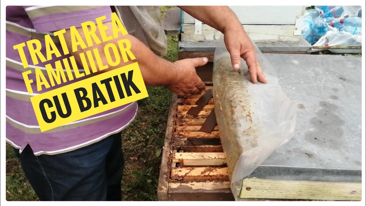 Tratamentele la albine în august