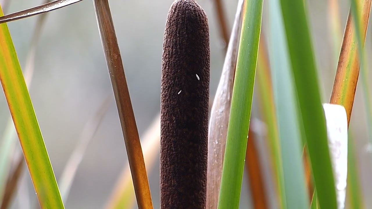 Panasonic fz200 video test 25-600 mm optical zoom