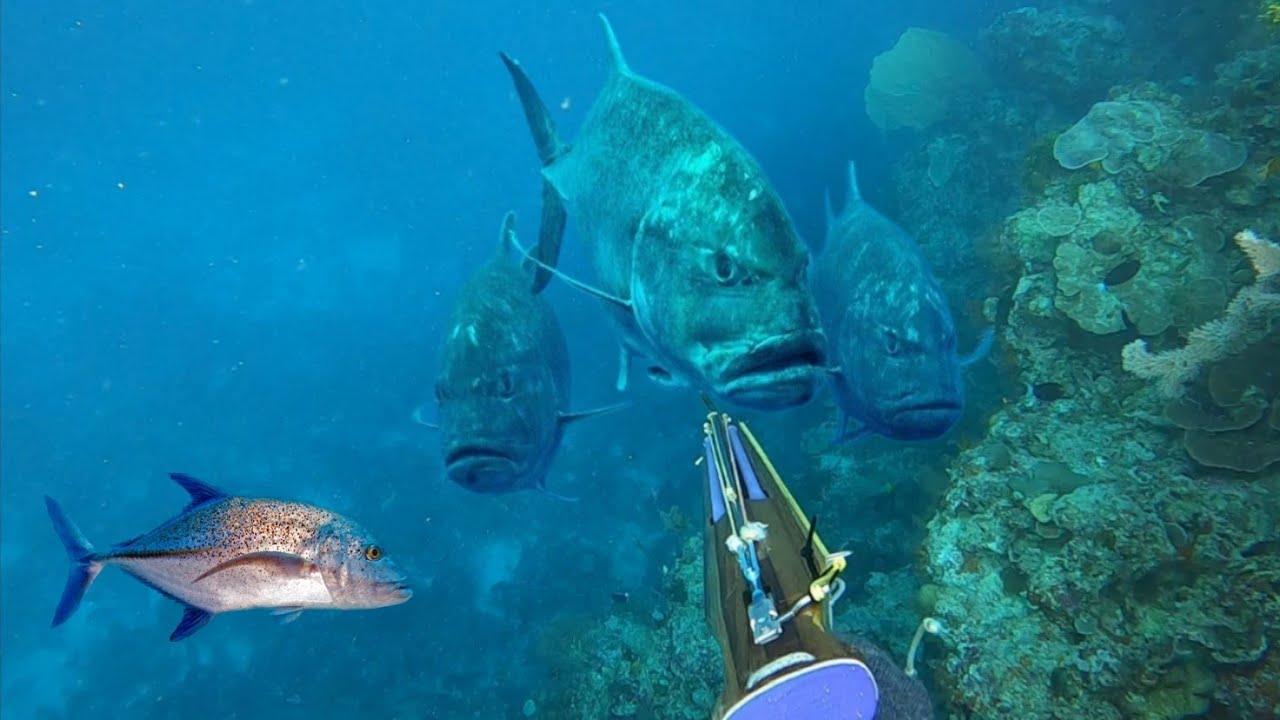 2 HARI TAKLUKKAN MONSTER LAUT DEPAN RUMAH