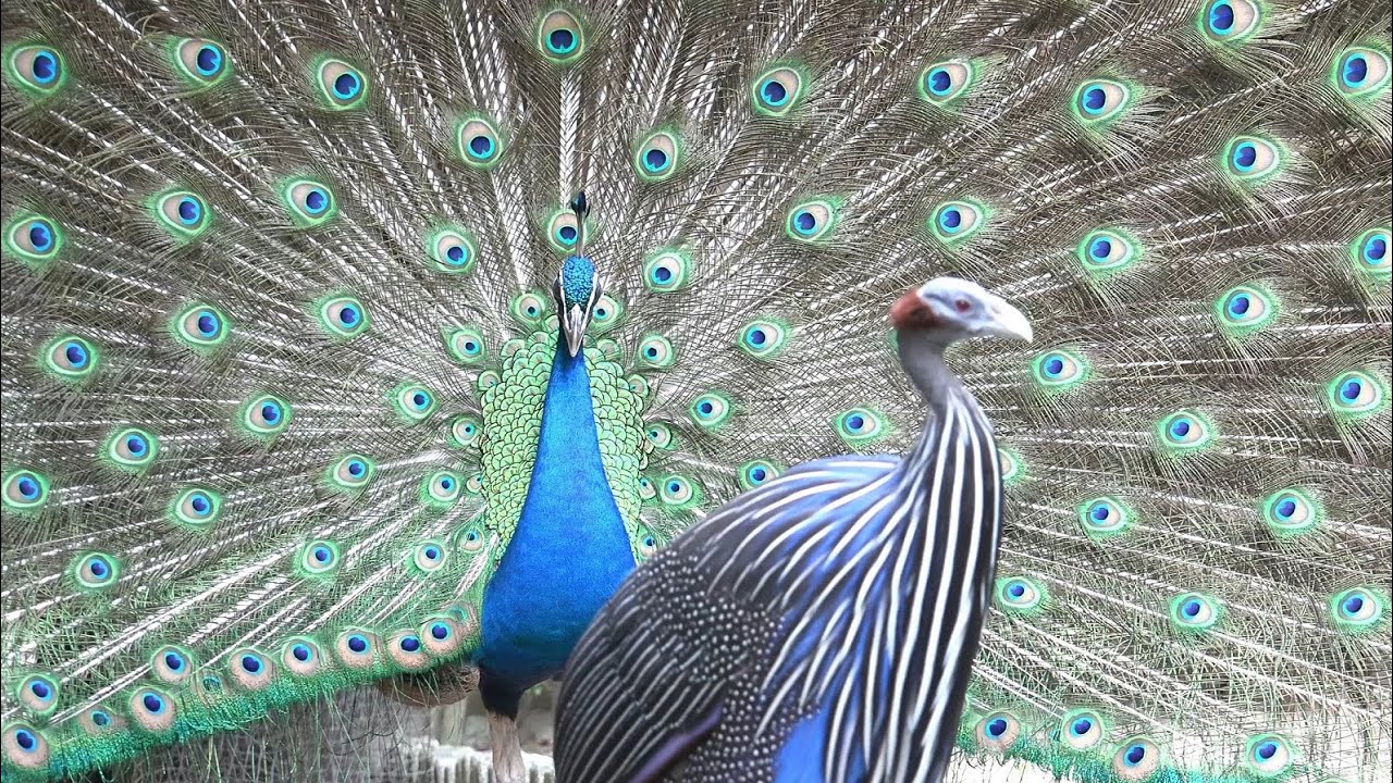 孔雀は自由だ！ Peacocks are freedom! 東山動物園 HigashiyamaZoo