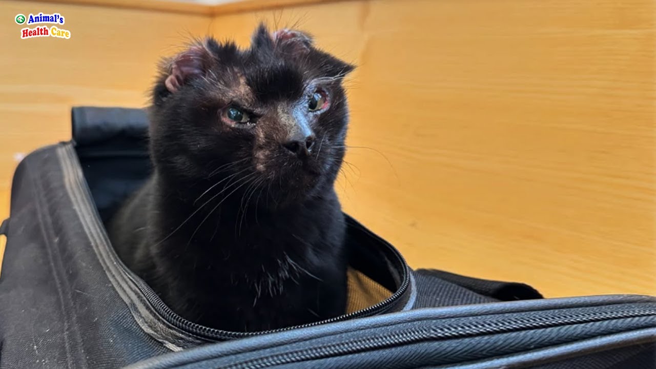 Everyone is afraid of her and rejected to adopt until knowing what she went through
