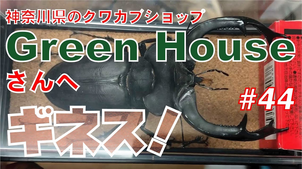 クワカブショップGreen Houseさんへ #44