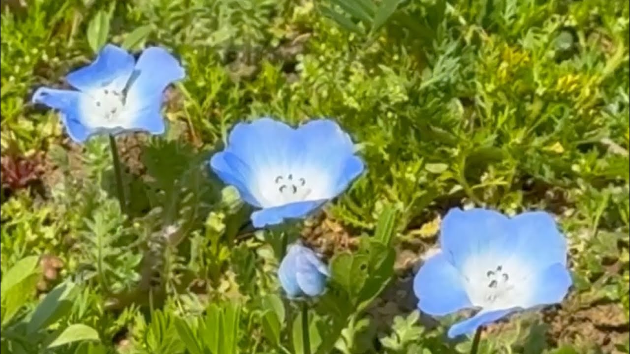 2026/03/07　ネモフィラ・菜の花咲き始め　春のフラワーパークおおず　〜愛媛県大洲市〜