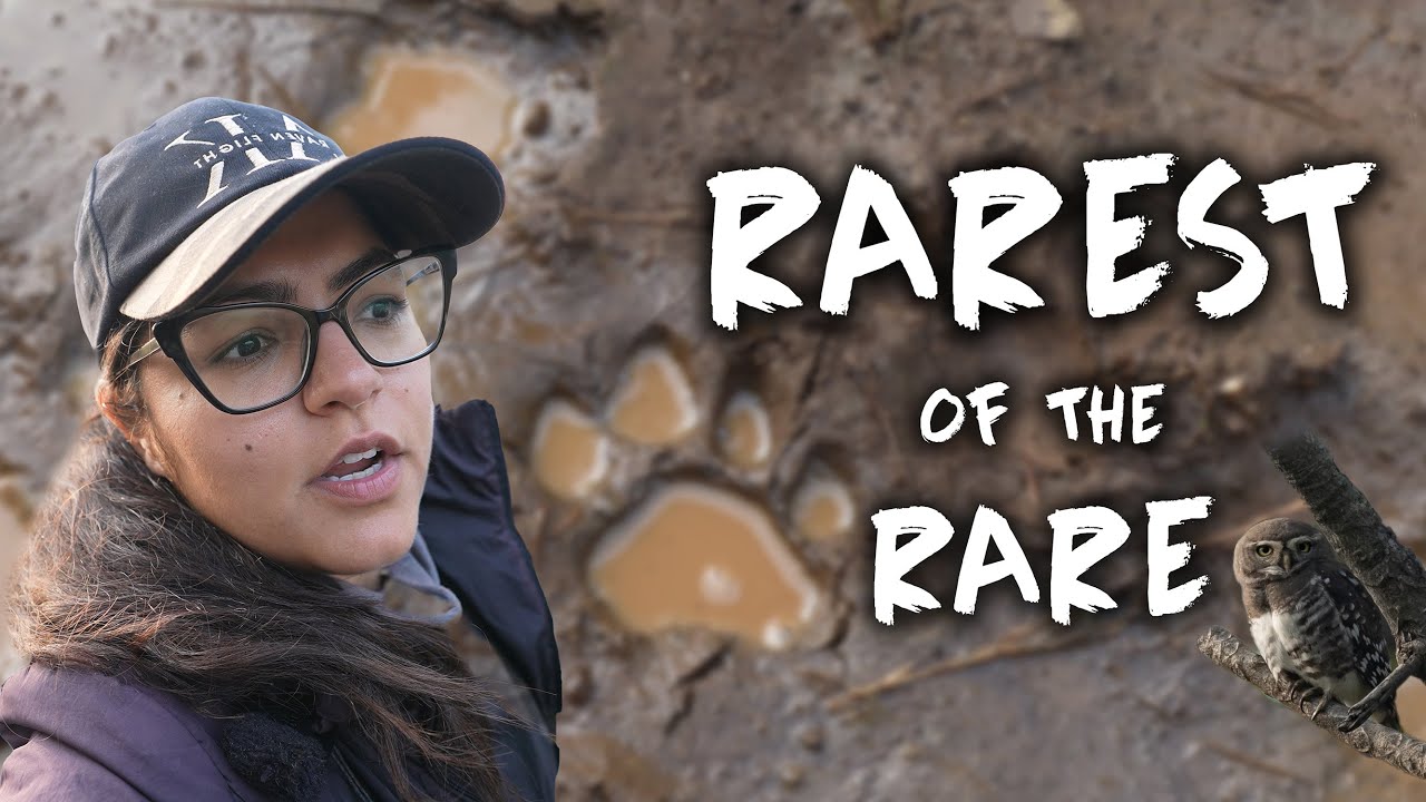 Found Rarest of the Rare, FOREST OWLET  at Melghat Tiger Reserve | ATR DAILY VLOG - 60